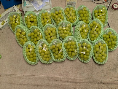 【2026年先行予約】12月発送 氷温貯蔵シャインマスカット 約900g ~ 1kg（2房） ｜ シャインマスカット