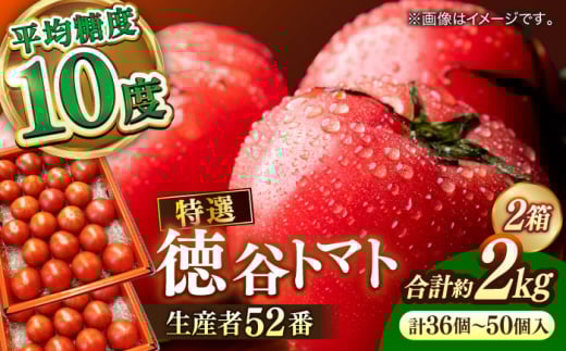 【申込は5月中旬頃まで】希少！特選 徳谷トマト 約2kg 生産者52番 トマト とまと  高糖度 甘い 贈答 高知 フルーツ 果物 数量限定 【フルーツショップオザキ】[ATAH014]