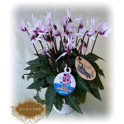 ふるさと納税 南相馬市 【2026年 先行予約】シクラメン ピーコック 4号 | 花定期便 花ギフト 贈答 花苗 根本園芸