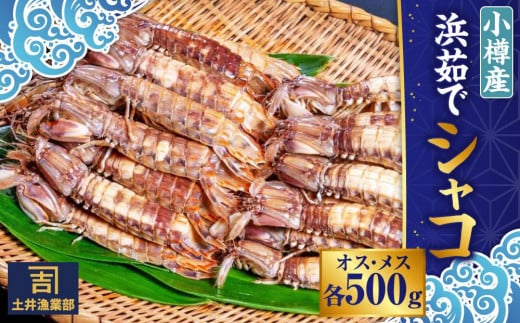 小樽産 漁師直送 浜茹で シャコ (冷凍) オス・メス 各500g 計1kg(各8匹～) 【2025年12月下旬発送予定】