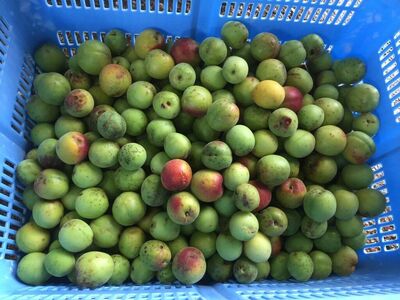 国産 小粒梅干し 計900g 180g×5袋 (天日干し・減塩・無添加) / 国産 梅干し 小粒 / 恵那市 / マルコ醸造 [AUCT008]