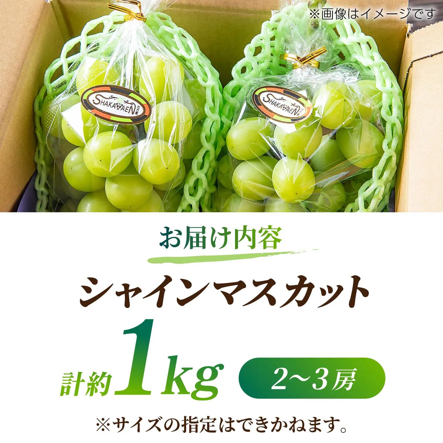 【訳あり】 シャインマスカット 約1kg(2～3房)【合同会社 社方園】[ZBZ028]