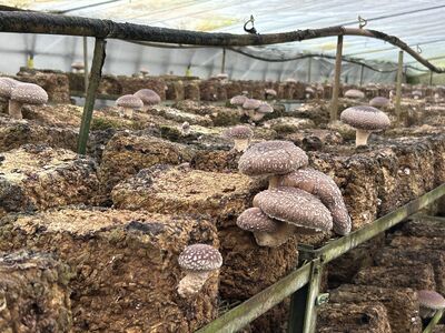 肉厚しいたけ 1.3kg 生椎茸 国産 シイタケ どんこ きのこ 野菜 キノコ しいたけ 生しいたけ 茸 椎茸  静岡県 藤枝市 ( 人気椎茸 ふるさと納税椎茸 ふるさと椎茸 furusato椎茸 お