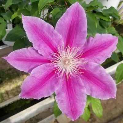 ふるさと納税 北茨城市 長谷川園芸の北茨城産 クレマチス「ドクターラッペル」5寸 ※5/1〜5/7発送 |  | 01