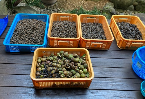 【先行受付】あしずり椿オイル100ml　天然椿使用純度100％　食用油 髪用 椿油 ヘアオイル 美容保湿【R00244】