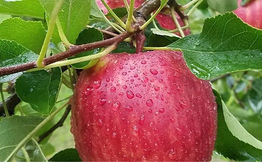 ≪先行予約≫ 【訳あり】 葉とらずサンふじ 蜜なし 小玉 約3kg（9～11玉） 【アップルアーク】 青森りんご 林檎 リンゴ ご家庭用 葉取らずりんご 発祥の地 果物 くだもの フルーツ おすすめ 