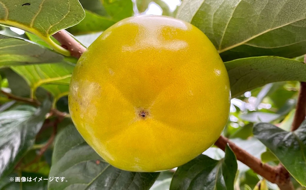 太秋柿 約2kg（4～8玉）