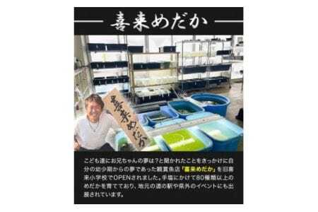 ミックス めだか 5種以上 計20匹+死着保障1匹 喜来めだか《30日以内に出荷予定(土日祝除く)》【配送不可地域あり】喜来めだか 徳島県 美馬市 めだか 生き物 旧喜来小学校 改良めだか専門店 鑑賞