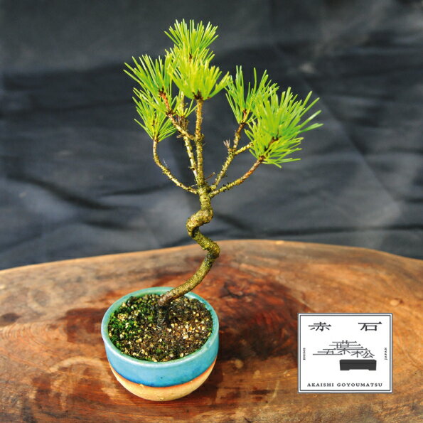 【ふるさと納税】赤石の泉 黒松 （鉢植え） S-25【現品限り】【配送地限定】