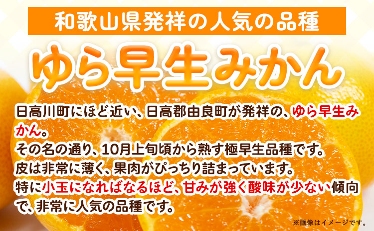 ＜2025年出荷 先行予約＞どの坂果樹園最高傑作みかん！ゆら早生みかん 5kg(2S〜Lサイズ) どの坂果樹園《2025年10月中旬-12月上旬頃出荷予定》 和歌山県 日高川町 みかん ゆら早生 柑橘