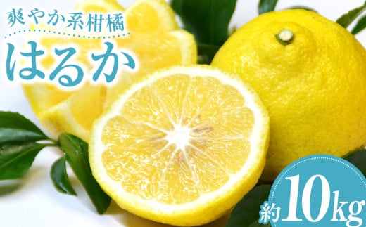 爽やか柑橘 はるか  約10kg 柑橘  果物 くだもの フルーツ 果実 デザート【2026年2月下旬-3月下旬発送予定】