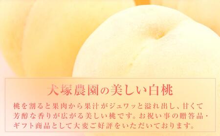 固めの 桃 2024年 先行予約 ご家庭用 岡山市一宮産 白桃（晩生種）約1.3kg 4～6玉 もも モモ フルーツ 果物 犬塚農園 [No.5220-1281]