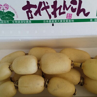 【ふるさと納税】こだわりの “古代れんこん” 4kg 野菜 根菜 レンコン 4kg 　お届け：2025年11月中旬～2026年2月下旬