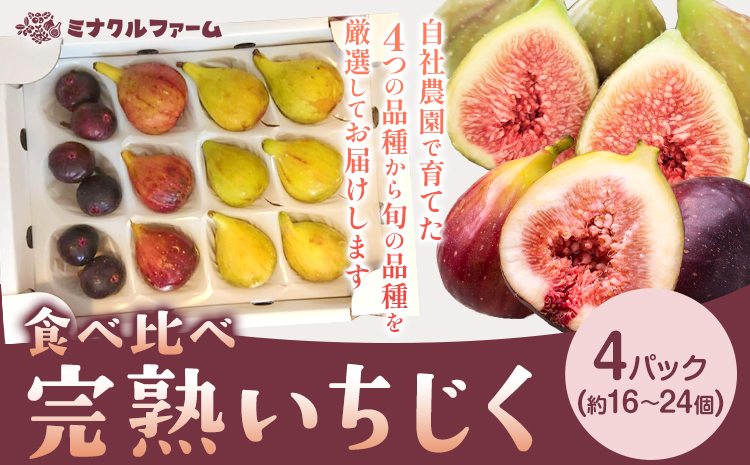 天草 完熟 いちじく  食べ比べ《8月中旬-10月上旬頃出荷  》 南蛮柿 フルーツ 果物 果実 スイーツ 食物繊維 ミネラル 豊富 健康食材 製菓 熊本  天草 苓北　ドーフィン バナーネ ブルジャ ネグローネ 送料無料---x06r605---