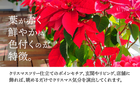 タワー型　ポインセチア（クリスマスツリー仕立て） 花 鉢花 クリスマス / 花 鉢花 クリスマス ポインセチア