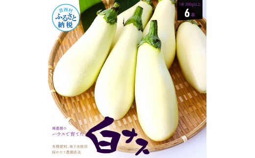 先行予約 白ナス6本 -  なす 茄子 1本200g以上 野菜 新鮮 美味しい グラタン シチュー ラタトゥイユ 洋食 和食 料理 お取り寄せ ふるさとのうぜい 故郷納税 5000円 返礼品 高知県 高知