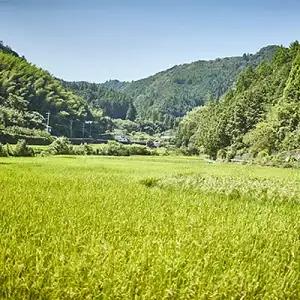 だっぱん米 高知県産 にこまる 精米4kg（2kg×2袋） 坂本龍馬 脱藩の道沿いで育ったお米