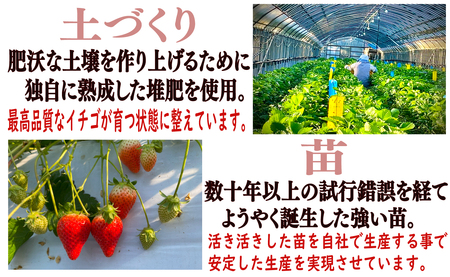 先行予約 いちご とちおとめ 約500g いちご レシピ付