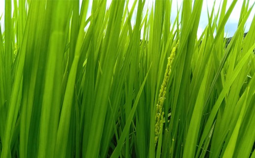 減農薬コシヒカリ玄米　30kg　令和8年産　会津　喜多方【07208-0985】