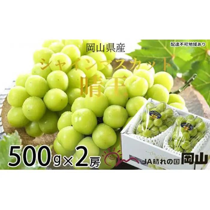 ぶどう 2026年 シャインマスカット 晴王 約500g×2房 葡萄  岡山県産 国産 フルーツ 果物 ギフト | シャインマスカット