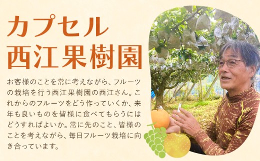 【2027年発送】ぶどう 雄宝 約1kg (1房入り) カプセル 西江果樹園《2027年8月中旬-8月下旬頃出荷》岡山県 笠岡市 送料無料 大粒 葡萄 マスカット 果物 岡山県産 国産 フルーツ お取
