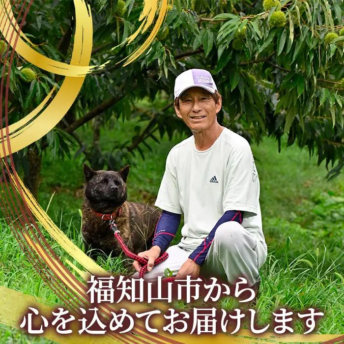 丹波栗1kg 2L 品種おまかせ 福寿くり園
