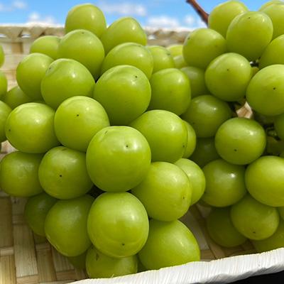 ふるさと納税 津山市 【発送月固定定期便】10〜12月　大粒ぶどうの詰合せ全3回 |  | 01