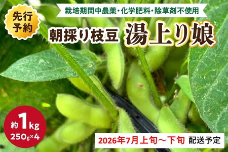【先行予約／数量限定40】朝採り枝豆（湯上り娘）1kg（250g×4パック）（栽培期間中農薬・化学肥料・除草剤不使用）（2026年7月上旬～発送）
