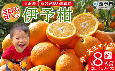 ＜訳あり 伊予柑 約8kg 浜のみかん屋 直送＞ 中 大玉 2L～4L ワケアリ イヨカン いよかん 家庭用 果物 フルーツ おいしい 甘い 柑橘類 明浜産 ご自宅用 特産品 愛媛県 西予市【常温】『2026年1月中旬～2月上旬迄に順次出荷予定』AHM0027
