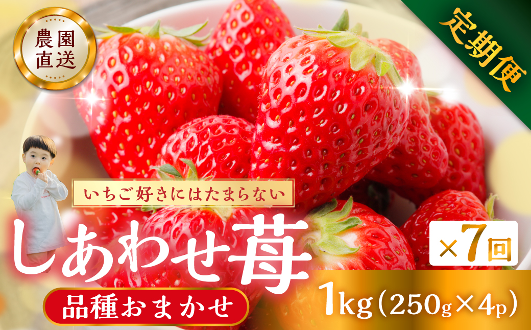 【プレミアム 定期便 全7回】【2027年1月より発送開始】自宅用 いちご 品種おまかせ 1kg (250g × 4p ）7か月 7回｜フルーツ 果物 スイーツ 苺 いちご イチゴ しあわせ苺 サイズ