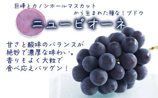 【2026年先行予約】花笑み農園　岡山の『ピオーネ&ラムピオーネジャム&ピオーネワイン&飲む酢』 【hana074-02】