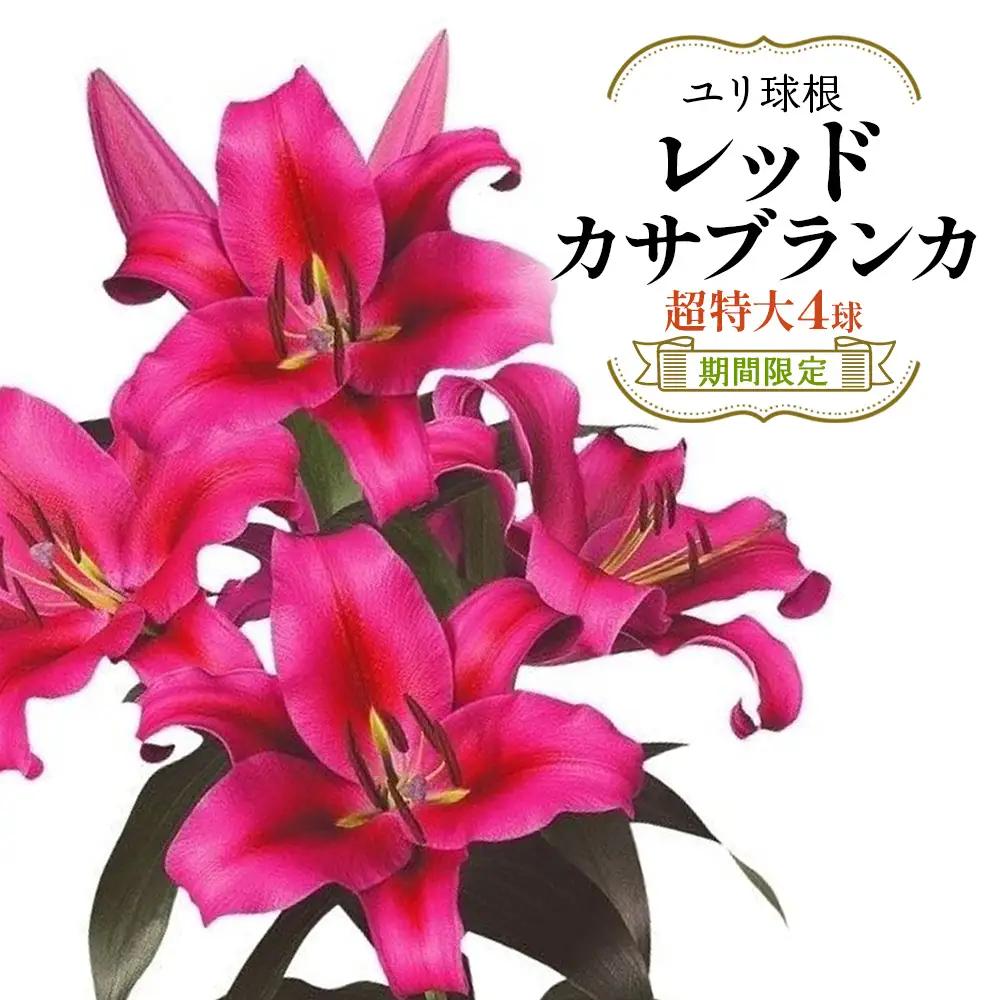 【期間限定】ユリ球根 超特大球レッドカサブランカ 4球 黄花品種 花 フラワー 園芸 ガーデニング 植物 高品質 送料無料