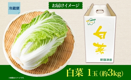 新しのつ産 白菜 1玉 約3kg はくさい ハクサイ 旬 国産 新鮮 北海道産 甘い シャキシャキ 漬物 冬料理 鍋 キムチ サラダ 産地直送 お取り寄せ 北海道 新篠津村 