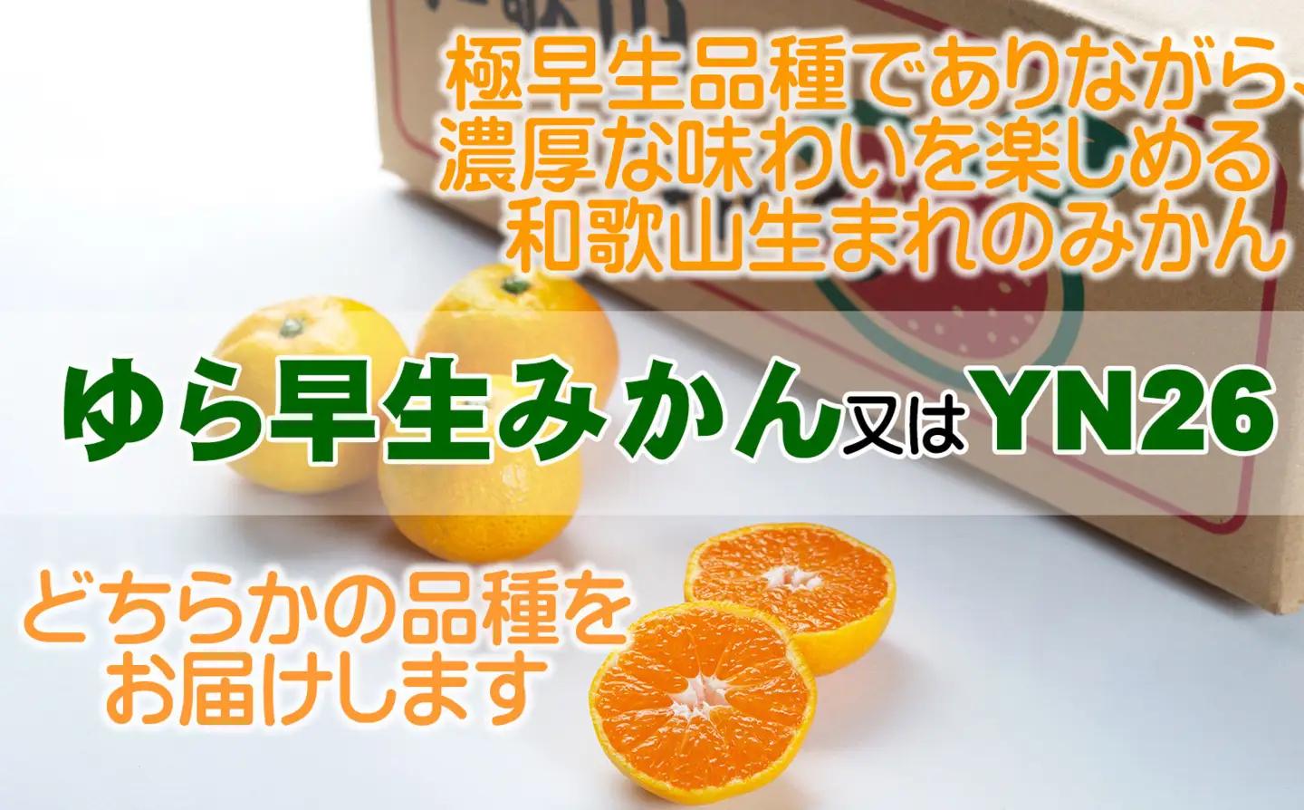 極早生みかん（ゆら早生みかん）３kg 2S・3Sサイズ 「2026年10月より順次発送」｜果物 柑橘 小粒 小玉 YN26