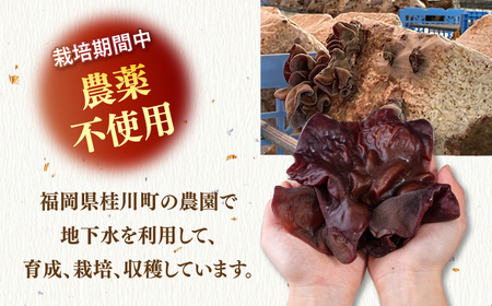 福岡県産 生きくらげ 1kg 木耳 キクラゲ 国産 桂川町/オドラ株式会社[ADBA001]