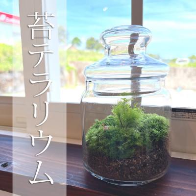ふるさと納税 屋久島町 苔のテラリウム