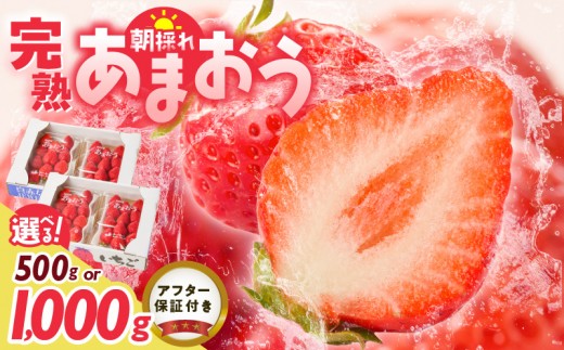 
                  【2027年1月より順次発送】増永農園　福岡県産あまおう _ 250g 選べる パック数 2パック 4パック 高級特産品 あまおう 福岡県産 朝採れ 新鮮 こだわり いちご とれたて ブランドいちご フルーツ 果物 デザート スイーツ お取り寄せ 福岡県 久留米市 送料無料 _ Fi080-sku
                