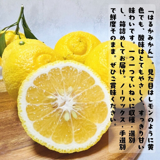 ［先行予約］［人気柑橘］ 特撰 はるかみかん 1.5kg  ［MS145］