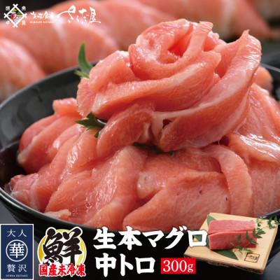 ふるさと納税 越前町 「生本まぐろ」中トロ　300g(2〜3柵)
