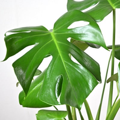 観葉植物 モンステラ 6号鉢(鉢カバーなし)【配送不可地域：離島・沖縄県】
