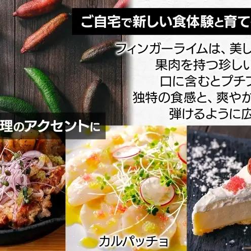 フィンガーライム 栽培体験セット 柑橘 フルーツ 苗 栽培セット 植木鉢 家庭菜園 ガーデニング ワクワクプラント 食育 植育 初心者 植替え済 AIサポート マニュアル付き 体験 神奈川県 逗子市 