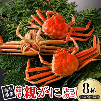 ふるさと納税 智頭町 【先行予約】鳥取県産 茹 親がに(セコガニ)200〜230g×8杯 2026年11月発送