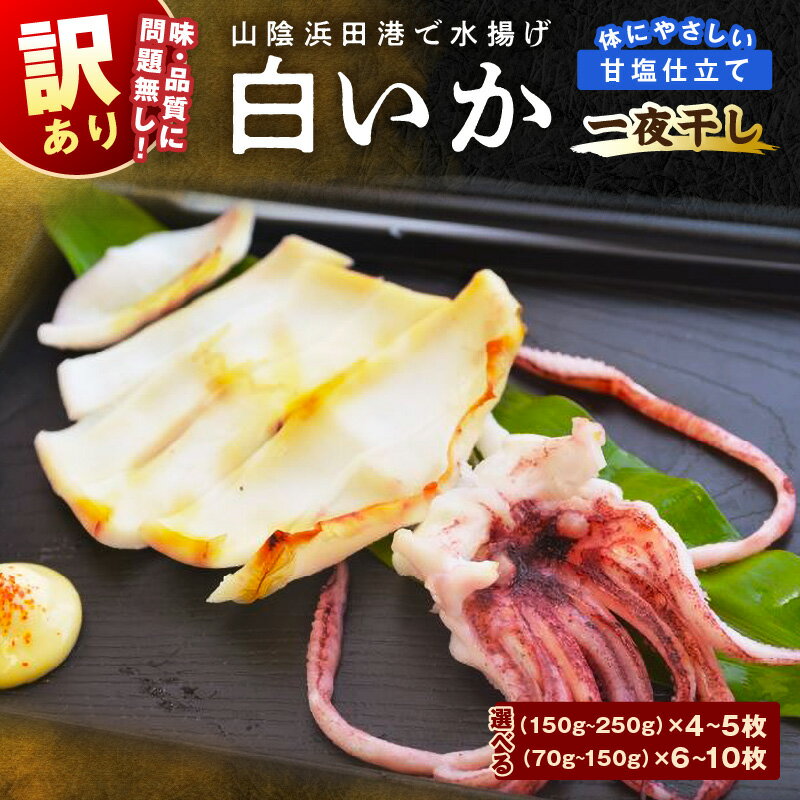 【ふるさと納税】【訳アリ】白いか一夜干し【150g〜250gx4〜5枚／70g〜150gx6〜10枚】