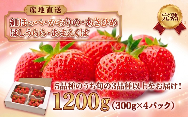 
                  【先行予約】いちご 約1200g 【2027年1月より発送開始】 300g × 4パック 訳あり 苺 イチゴ 果物 食べ比べ 紅ほっぺ かおりの べにほっぺ かおり野 あきひめ ほしうらら あまえくぼ 星うらら フルーツ くだもの おまかせ 完熟 不揃い 直送 さわらリバーファーム 千葉県 香取市 SDK002
                