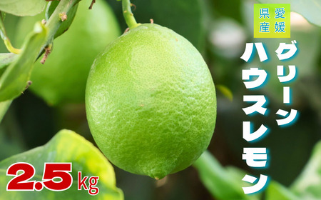 レモン グリーンレモン 愛媛 温室レモン ハウスレモン 2.5kg 【8月下旬から順次発送予定】 数量限定 檸檬 柑橘 フルーツ ビタミン 国産 伊予市｜C132
