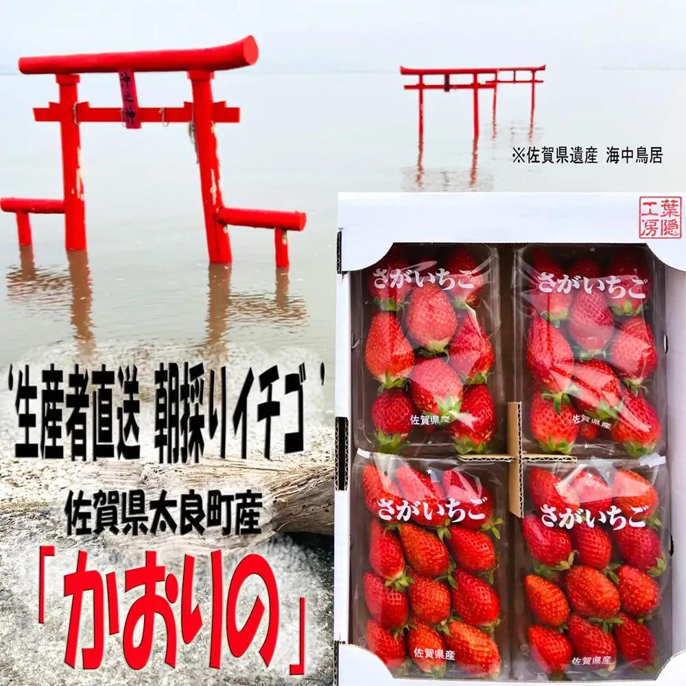 N252x1 【2027年1月上旬-2027年4月下旬】太良町産「かおりの」約250g×4P　生産者直送！朝採り苺！太良町 かおりの 国産 佐賀県産 太良町産 いちご 朝採り 果肉 ジューシー 糖度高