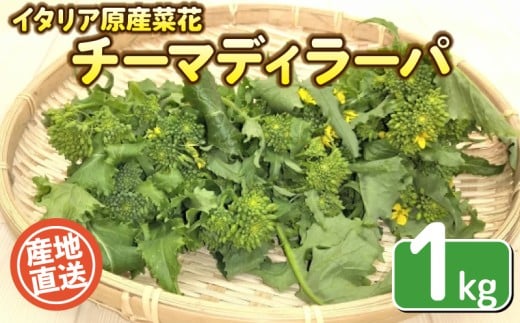 【期間限定】 チーマディラーパ （イタリア原産菜花） 1kg 栽培期間中農薬不使用 旬の野菜 野菜 産地直送 珍しい 野菜 出荷時期限定 野菜 国産 有機栽培 豊浦町 川棚 下関 山口