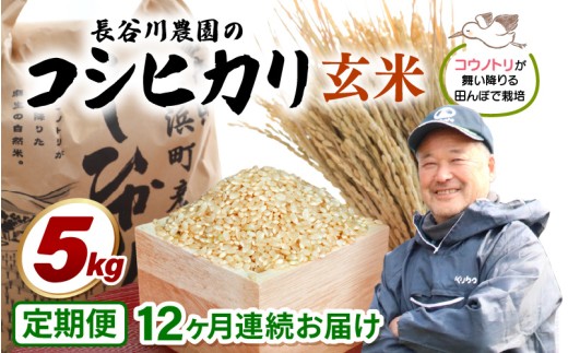 【令和8年産】定期便 ≪12ヶ月連続お届け≫長谷川農園の コシヒカリ 玄米 5kg × 12回 (計60kg) 【米 5kg お米 こしひかり 5キロ 玄米 ブランド米 ふるさと納税米 産地直送】 [m22-k003]