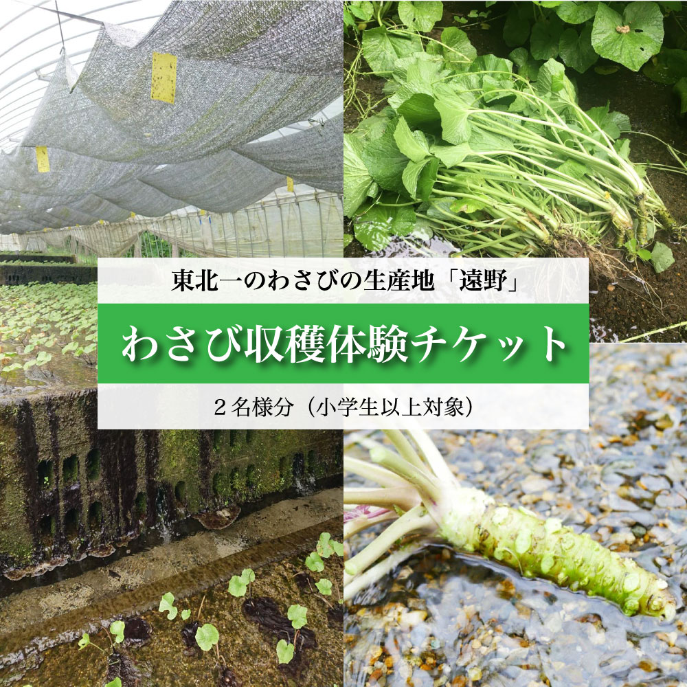 【ふるさと納税】 わさび 収穫 体験 チケット （2名様分） / ワサビ 山葵 岩手県 遠野市 宮守町 達曽部 生産量 東北一 こんたでぃーの遠野 根わさび 葉わさび漬け お土産 現地 新鮮 食育 本場 佐々木勝巳 令和4年 岩手県わさび品評会 最優秀賞 受賞