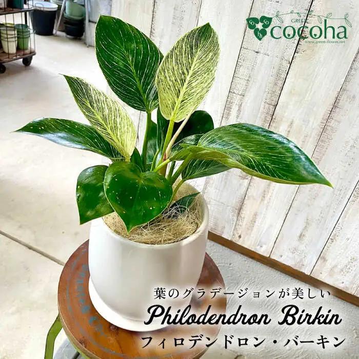 【お中元対象】グリーンとホワイトのコントラストが美しい『 フィロデンドロン ・ バーキン 』 糸島市  / cocoha 観葉植物 [AWB032]